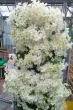 Puzavica-Biljke penjacice Clematis bonsai(142)