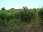 Vinograd i vocnjak sa vikendicom -Beocin - gradjevinsko zemljište
